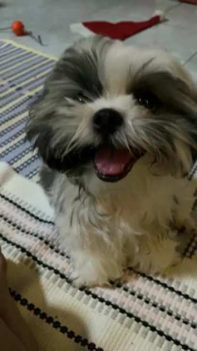 Cute pupper