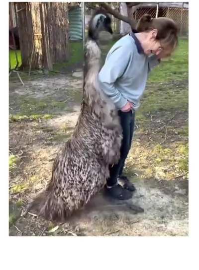 Emus doing emu things