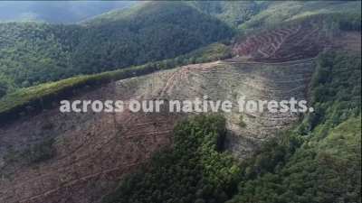 This is Warburton. Forty MCG fields of native forest lost to logging.