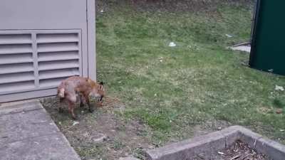 Mugged by a fox! 🦊😪😪