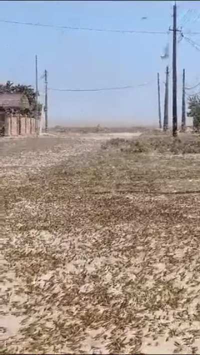 🔥 Kazakhstan is having a *tiny* bit of a bug problem today