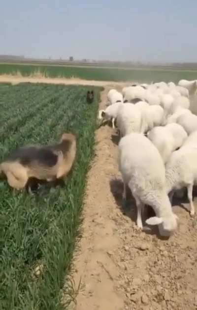 Dogs are protecting grass