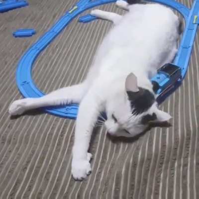 touch tha cat