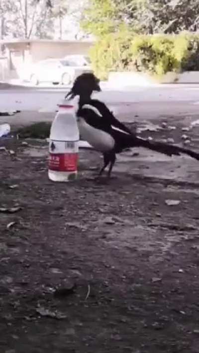 The bird who dominates the laws of physics.