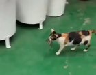 This cat is feeding a mouse.