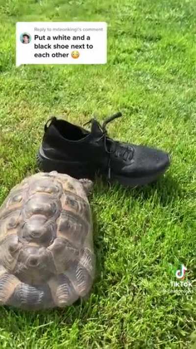 Racist turtle