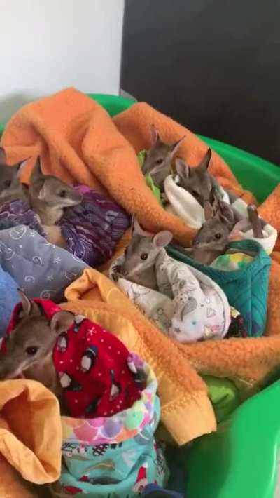 Baby kangaroos that were rescued from fires in Australia.