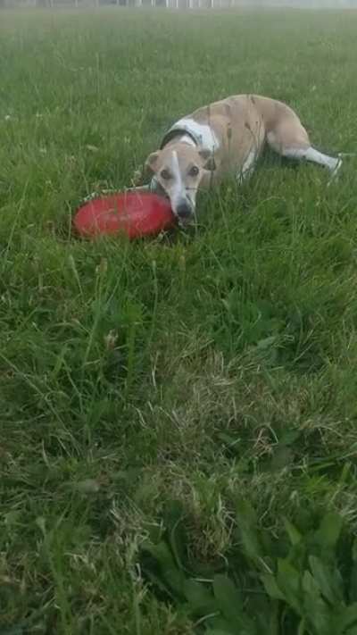 We never saw him nor his frisbee again