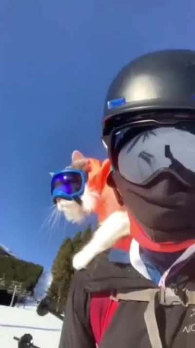 Day of skiing with Gary the cat
