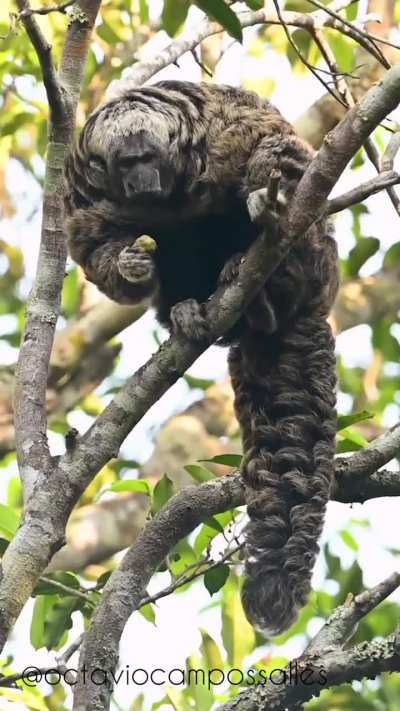 🔥 A Rio Tapajós saki monkey (also known as Gray's bald-faced saki). 80% of their diet consists of the seeds of unripe fruits - South Amazon, Brazil
