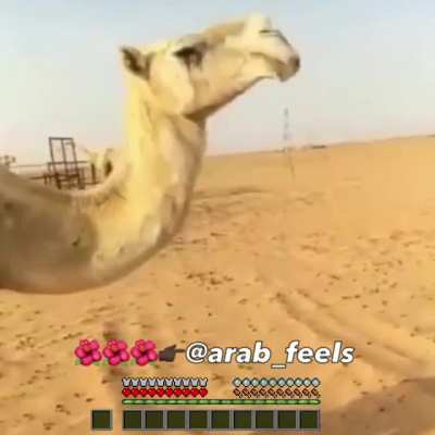 funny camel eat sand