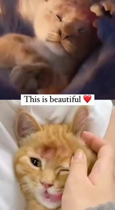 king cat