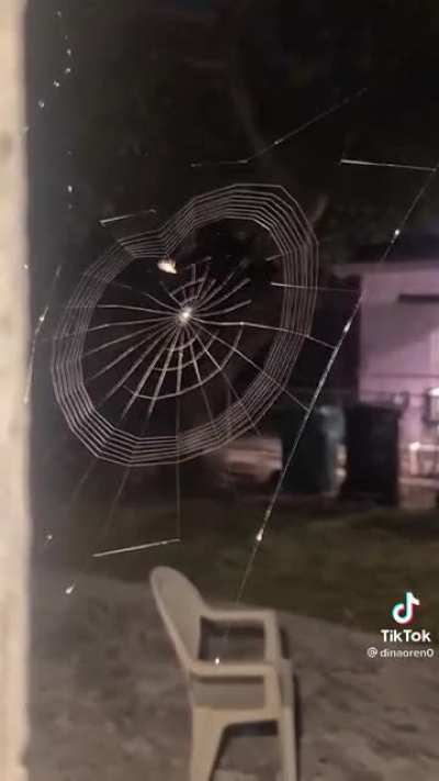 This is how spiders make their cobweb