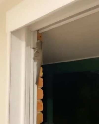 In Australia, everything tries to get you