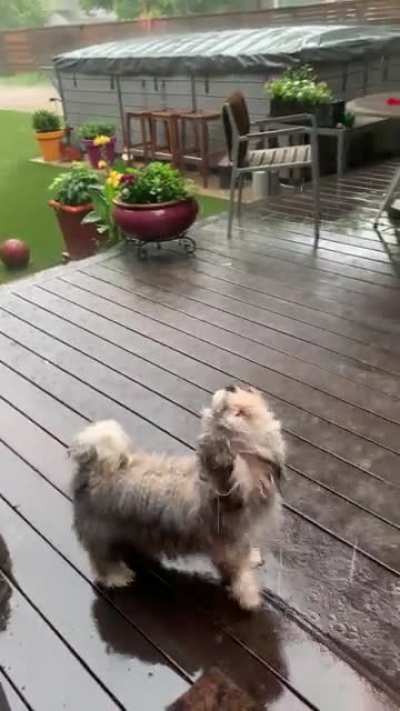 Just a quick drink o rain