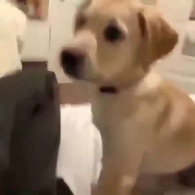 Oh what a cute pup-