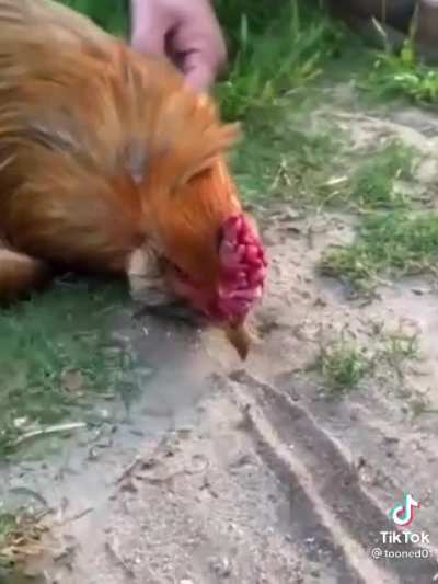 Chicken hack