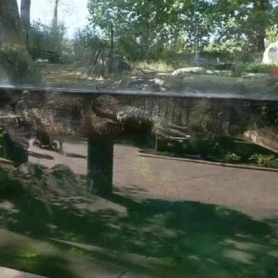 Тут где то была фотка мол крокодилы не плавают а ходют по дну. Так вотъ, они всё таки плавают