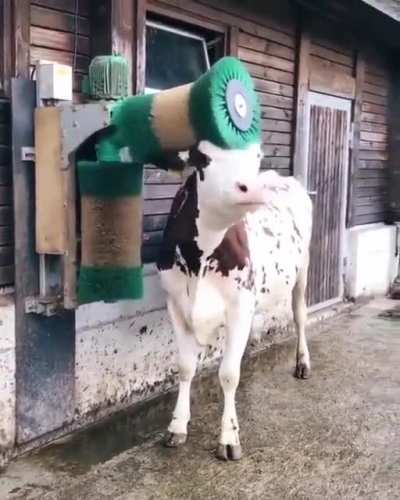 a motorized brush a like a cow’s backscratcher....aahhhhhhh