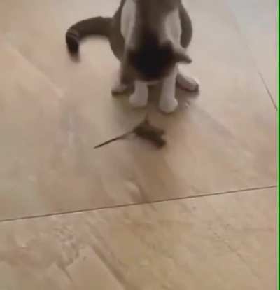 They see me rollin