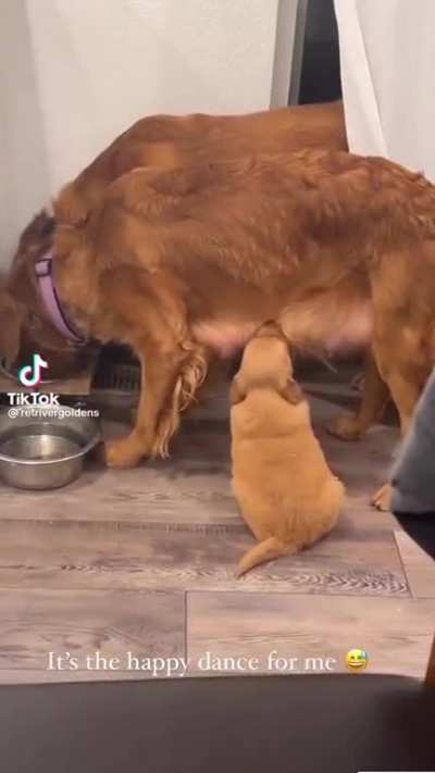 Happy dance