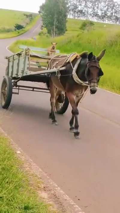 Cachorro bastião