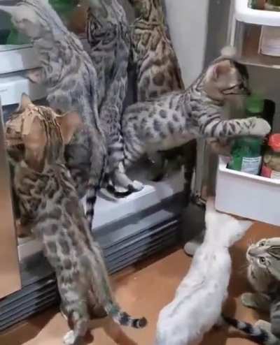 Котики