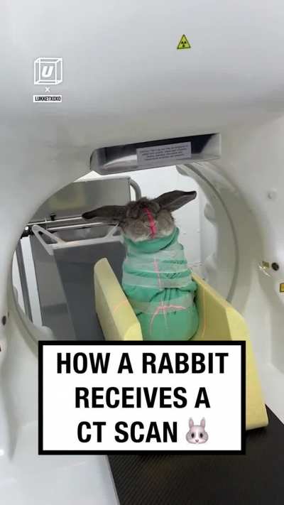 How a rabbit receives a CT scan