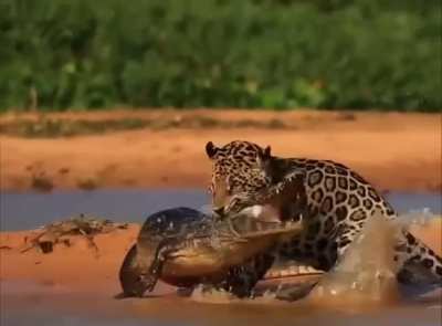 Yet another successful river ambush by the infamous 