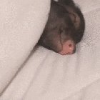 Tiny piggo wakes up to a snack