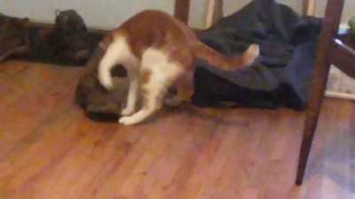 Sorry for poor quality. Was kind of dark and zoomed in lol.