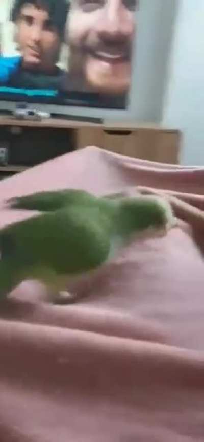 My bird son Matcha loves to bite remotes