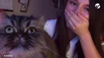 Opera Cat