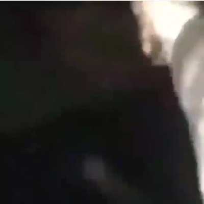 I fucking hate deer