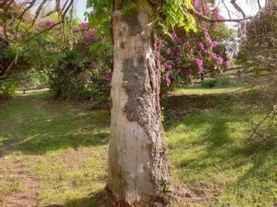 this tree groovin