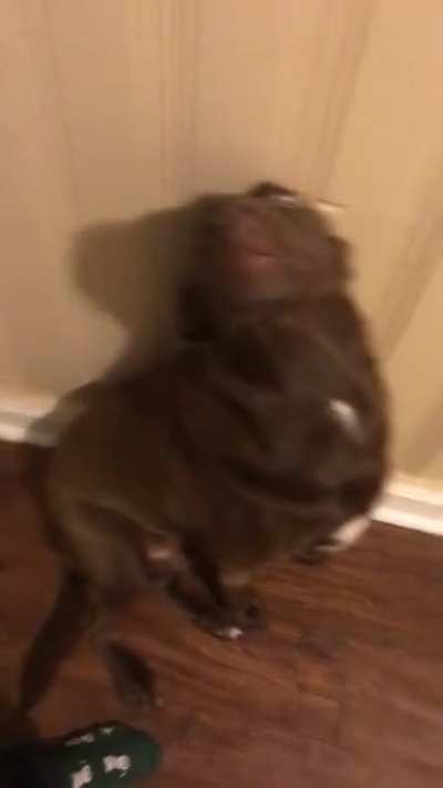 guilty pupper