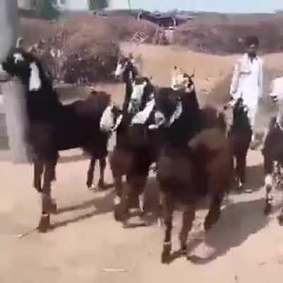 Девушки в узких юбках