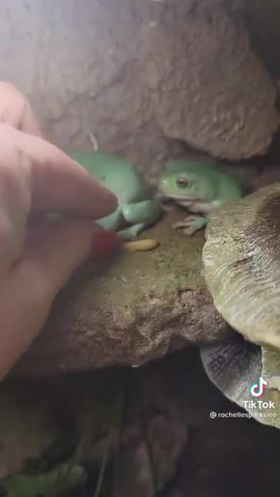 Millions of years worth of evolution lead to.. this. How do they survive in the wild?
