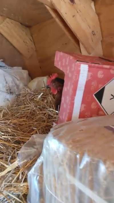 My chickens have the perfect scream