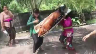 rip lechon