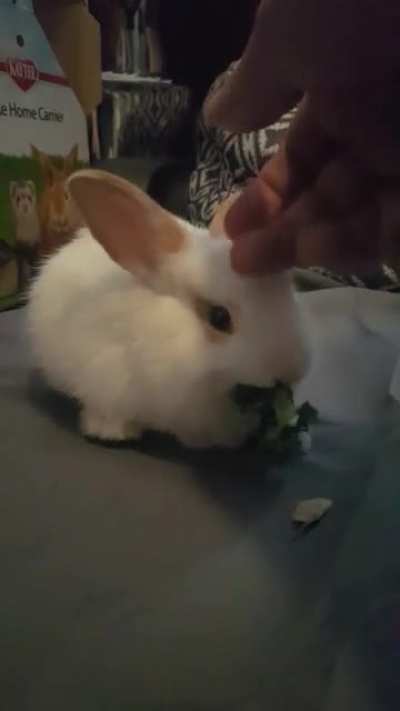 Baby Ziti's first kale.