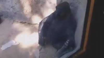 monke