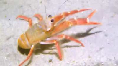 Tuna crabs bewildered by an unfamiliar object on the seafloor