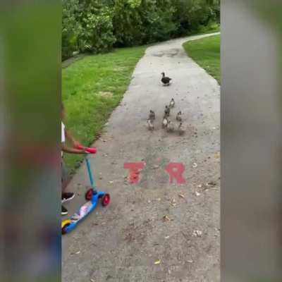ducks don’t have no manners