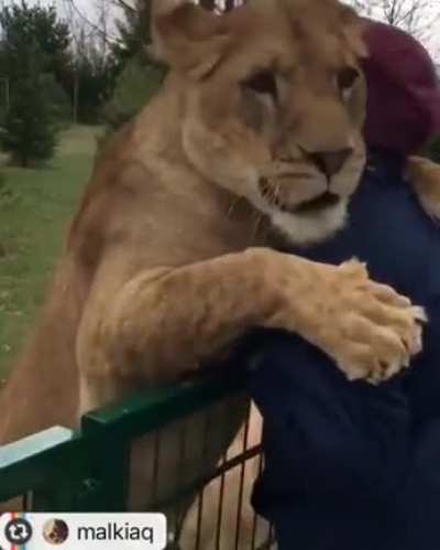 Lions welcome their old friend