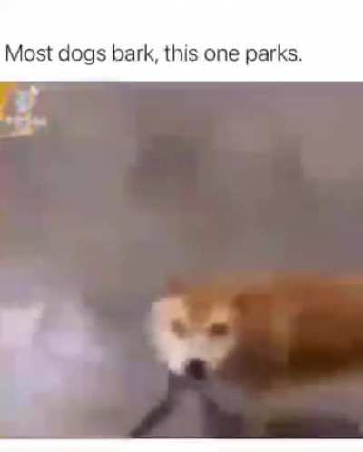 I hope a traffic cop doesn’t give him a barking ticket