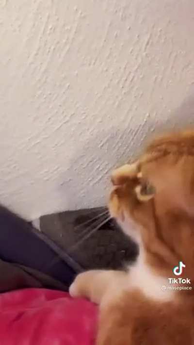 He taught his cat to laugh