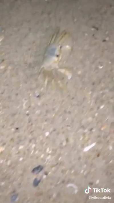 Mr. Krabs