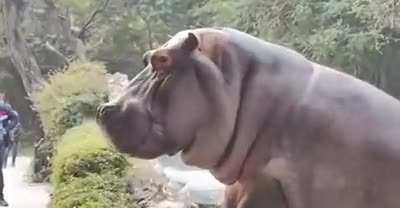 Zoo guard pacify hippo bare hand!