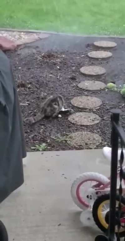 Pigeon takes shelter from a torrential storm, only to find a worse fate.